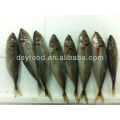 Frozen Horse Mackerel Fish